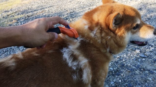 柴犬と甲斐犬 室内飼育してみてわかる性格の違い Diy解放区