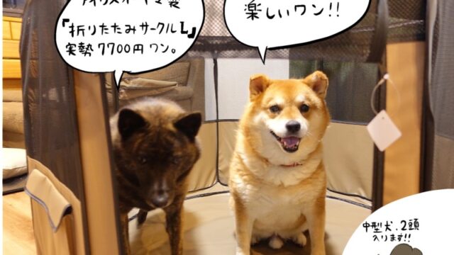 柴犬と甲斐犬 室内飼育してみてわかる性格の違い Diy解放区